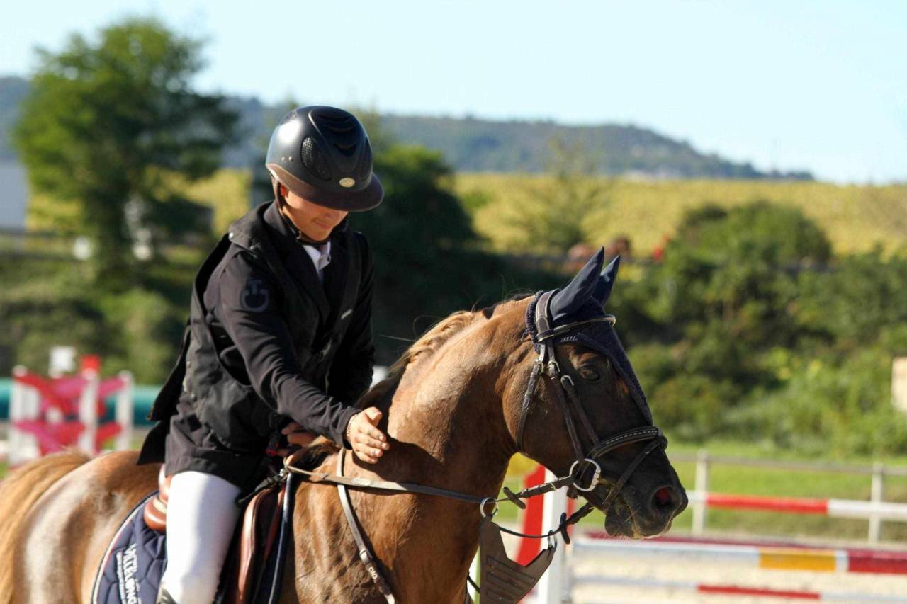 Dekhengst Franse rijpony PFS Te koop 2013 Lichte manen en staart ,  ulk d'été
