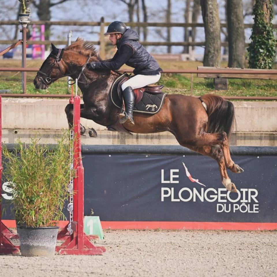 Dekhengst Franse rijpony PFS Te koop 2013 Lichte manen en staart ,  ulk d'été