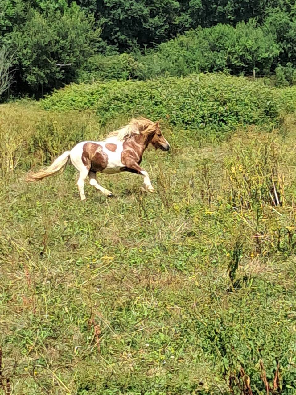 Veulen (vr) Shetland Te koop 2023 Bont ,  GLENFIDDICH D'DELB