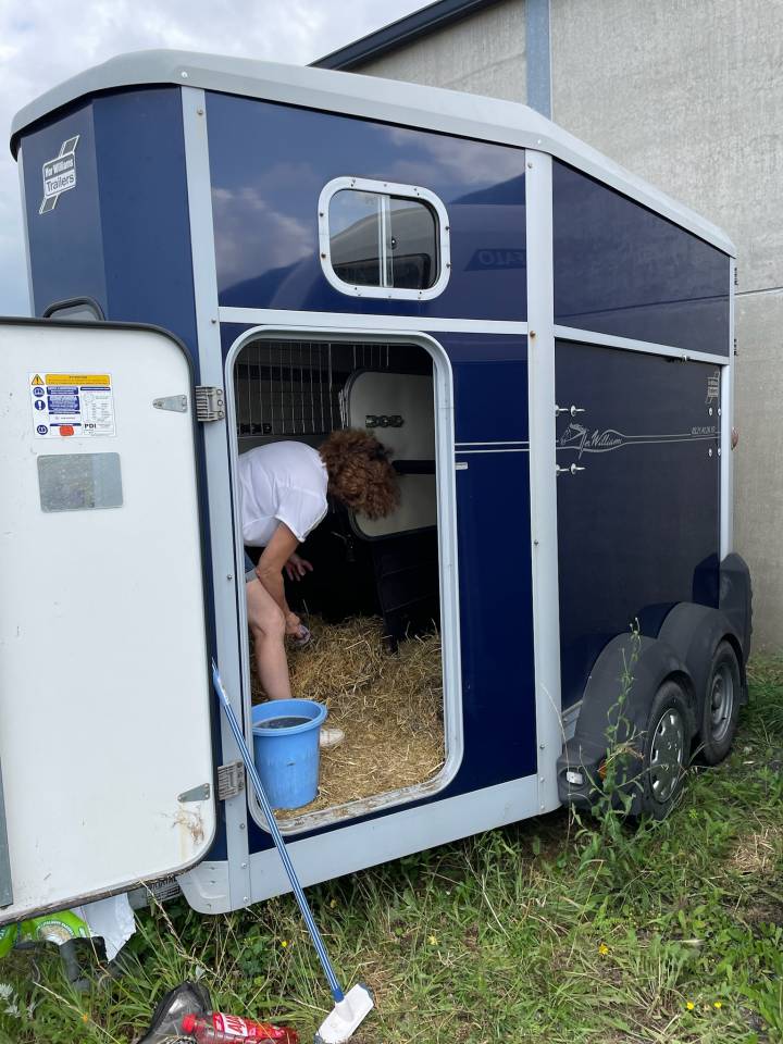 Paardentrailers Ifor Williams HB 506 2 Paarden 2017 Tweedehands