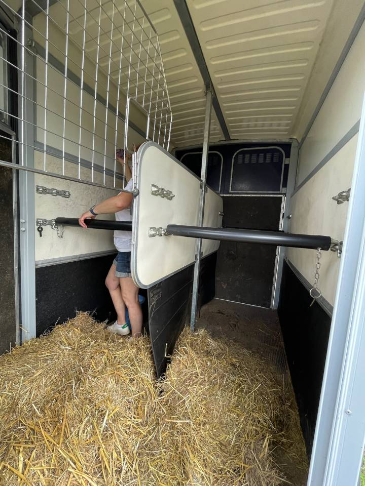 Paardentrailers Ifor Williams HB 506 2 Paarden 2017 Tweedehands