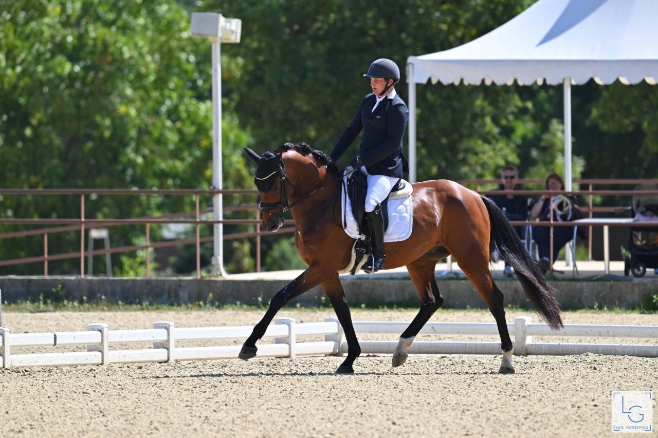 Ruin Oldenburger Te koop 2021 Donker bruin / bai