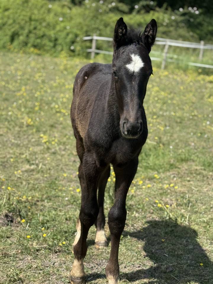 Veulen (ml) Selle Français Te koop 2025 Schimmel ,  Zuccero
