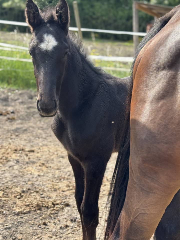 Veulen (ml) Selle Français Te koop 2025 Schimmel ,  Zuccero