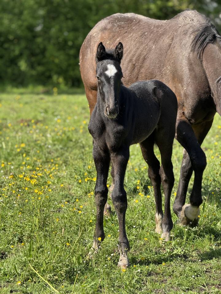 Veulen (ml) Selle Français Te koop 2025 Schimmel ,  Zuccero