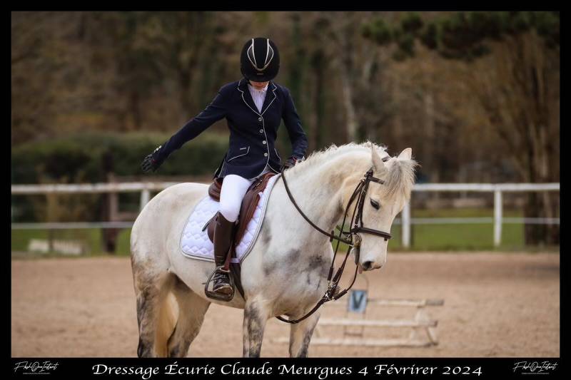 Merrie Connemara Te koop 2017 Schimmel