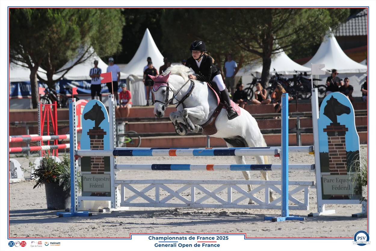 Merrie Connemara Te koop 2017 Schimmel