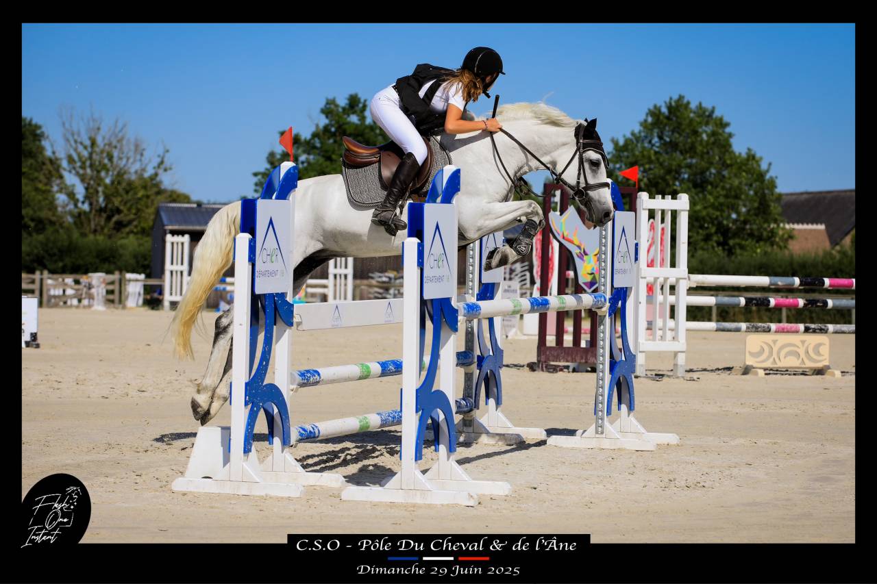 Merrie Connemara Te koop 2017 Schimmel