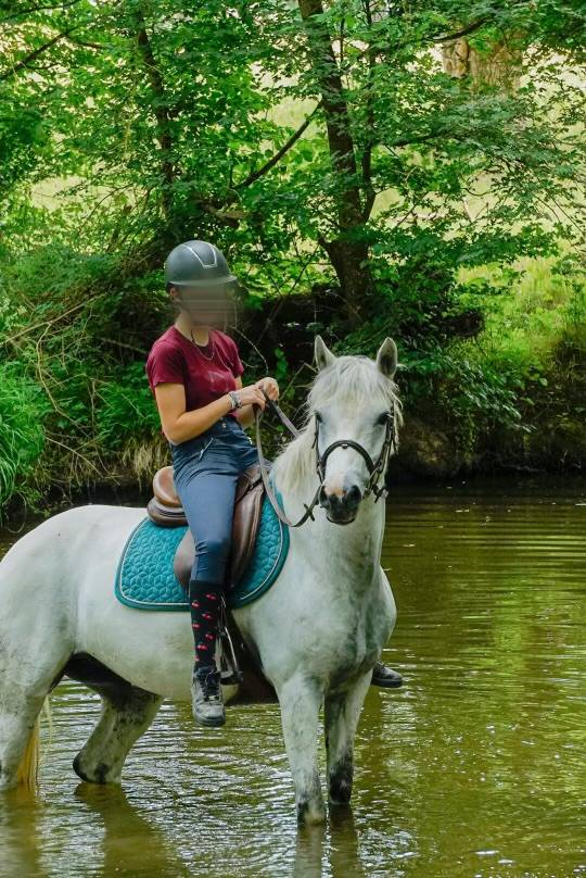 Merrie Connemara Te koop 2017 Schimmel