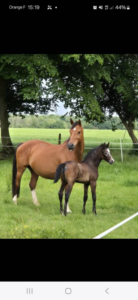 Draagmerrie Rijpaard Te koop 2010 Donker bruin / bai