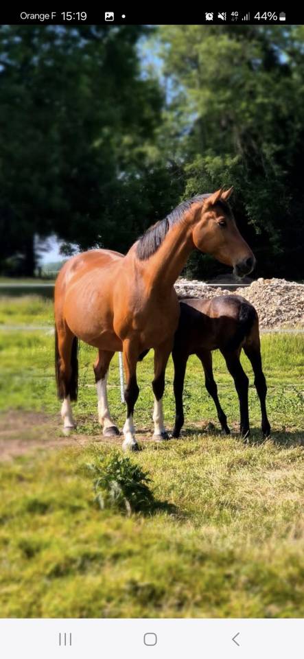 Draagmerrie Rijpaard Te koop 2010 Donker bruin / bai