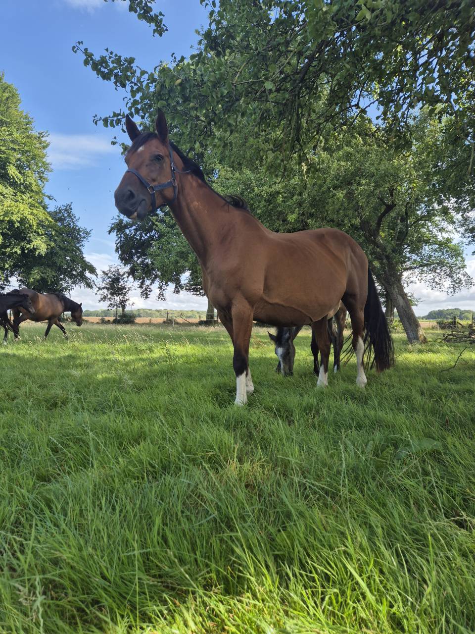 Draagmerrie Rijpaard Te koop 2010 Donker bruin / bai