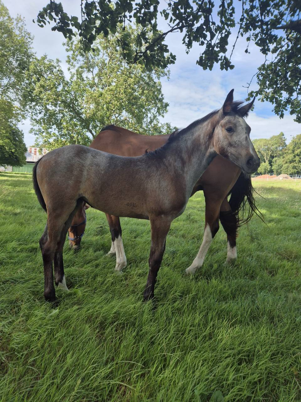 Draagmerrie Rijpaard Te koop 2010 Donker bruin / bai