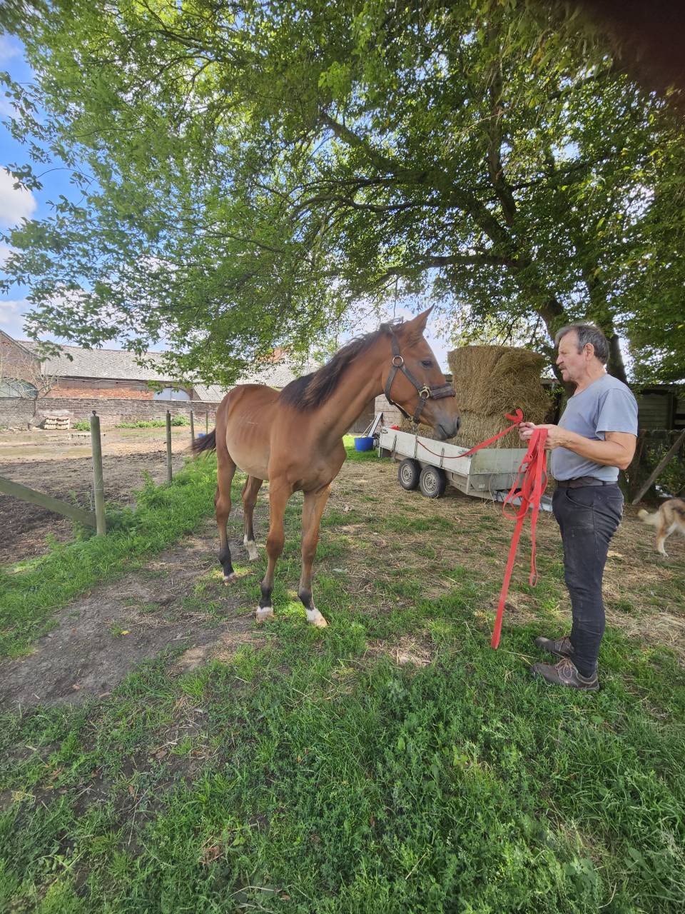 Dekhengst AES Anglo European Studbook Te koop 2024 Donker bruin / bai ,  Ulysse Van De Eikhoeve