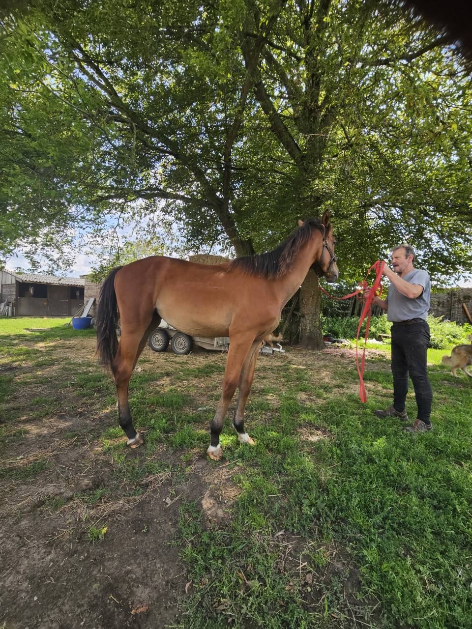 Dekhengst AES Anglo European Studbook Te koop 2024 Donker bruin / bai ,  Ulysse Van De Eikhoeve