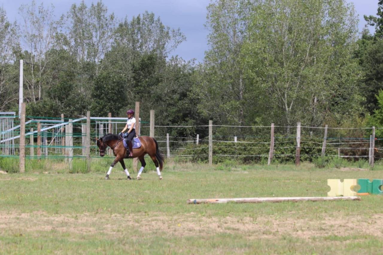 Merrie Selle Français Te koop 2020 Donker bruin / bai ,  dexter du neuhof (oes)