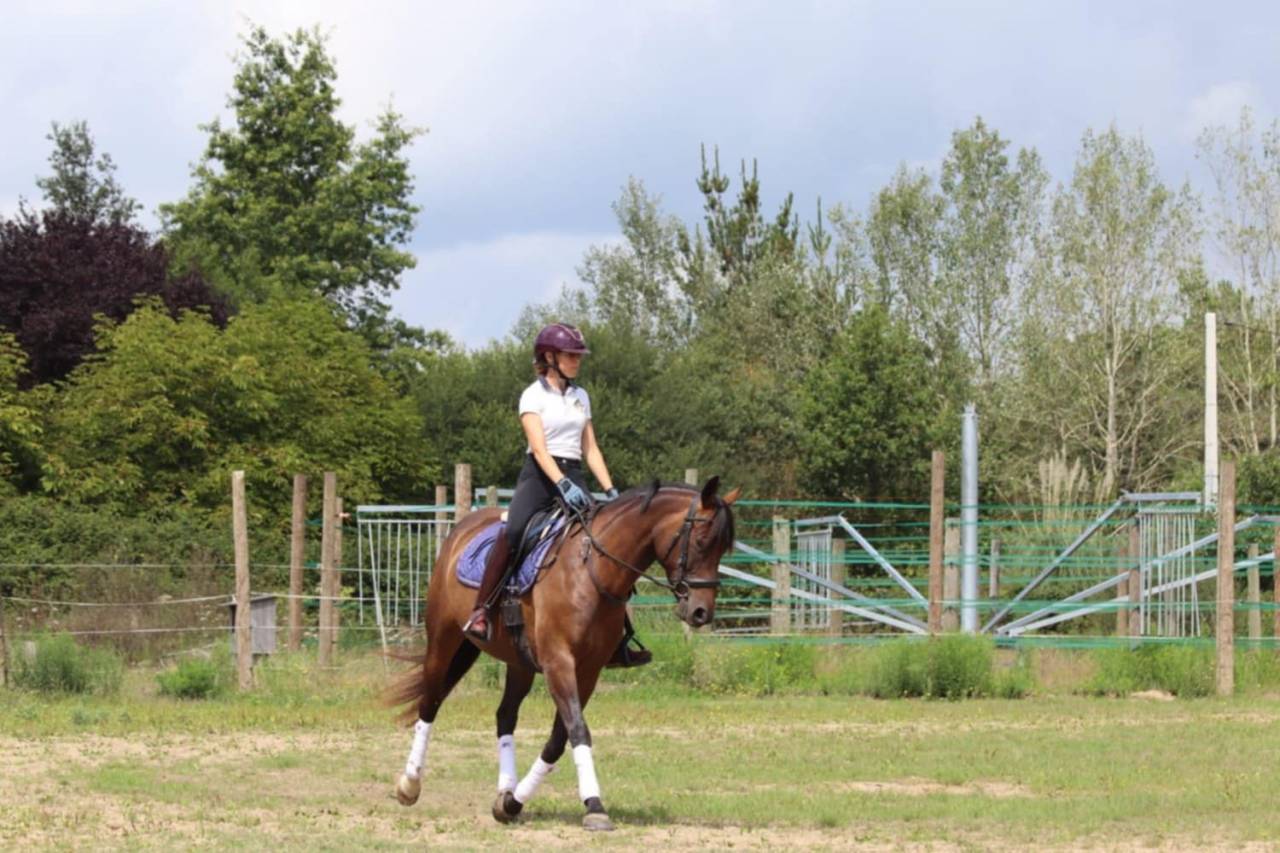 Merrie Selle Français Te koop 2020 Donker bruin / bai ,  dexter du neuhof (oes)