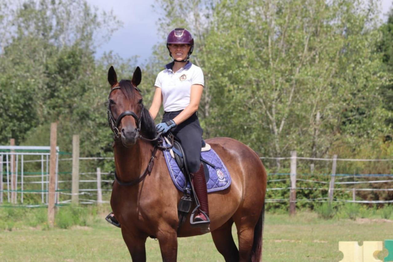 Merrie Selle Français Te koop 2020 Donker bruin / bai ,  dexter du neuhof (oes)