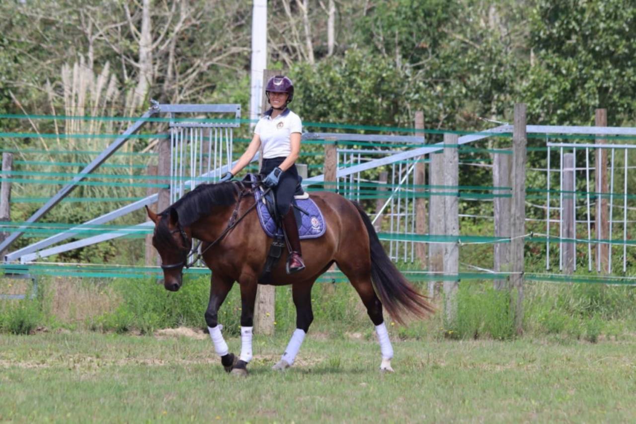 Merrie Selle Français Te koop 2020 Donker bruin / bai ,  dexter du neuhof (oes)