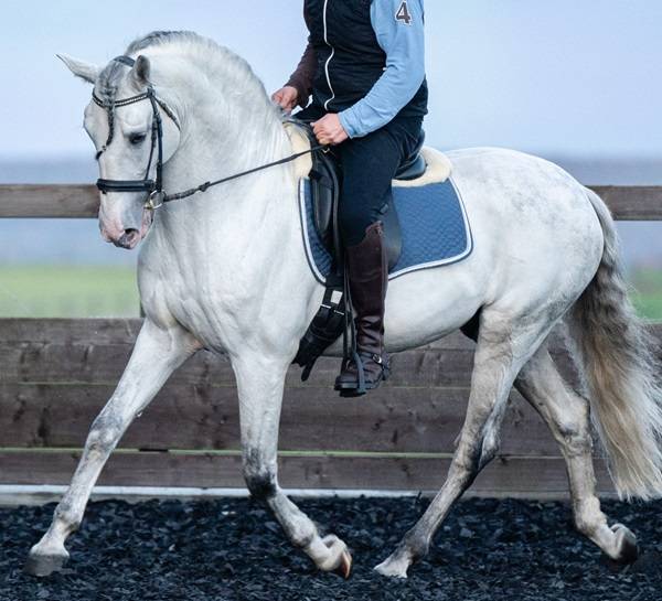 Hengst PRE Puur Ras Spaans Te koop 2014 Schimmel ,  REGANON-LP