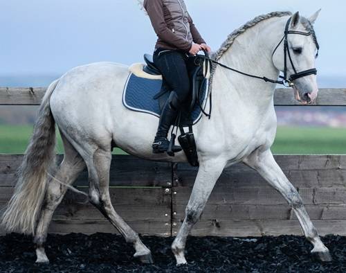 Hengst PRE Puur Ras Spaans Te koop 2014 Schimmel ,  REGANON-LP