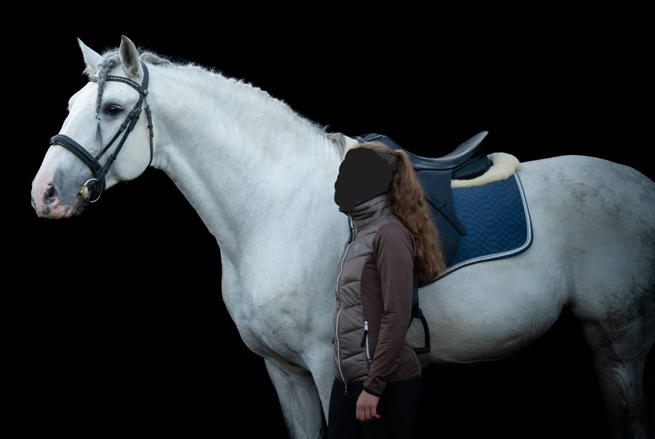 Hengst PRE Puur Ras Spaans Te koop 2014 Schimmel ,  REGANON-LP