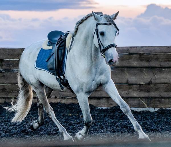 Hengst PRE Puur Ras Spaans Te koop 2014 Schimmel ,  REGANON-LP