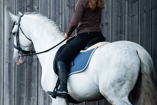 Hengst PRE Puur Ras Spaans Te koop 2014 Schimmel ,  REGANON-LP