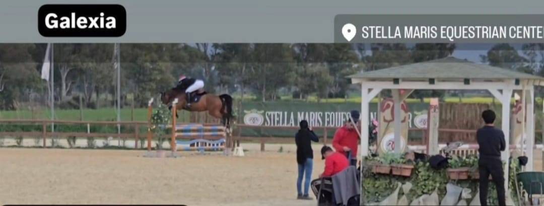 Merrie KWPN Nederlands sportpaard Te koop 2011 Bruin / Bai ,  CANTURANO