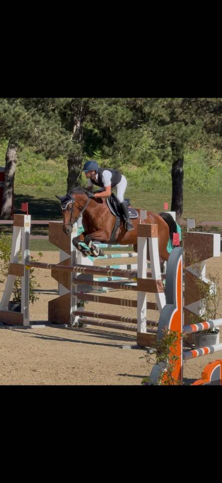 Merrie KWPN Nederlands sportpaard Te koop 2011 Bruin / Bai ,  CANTURANO