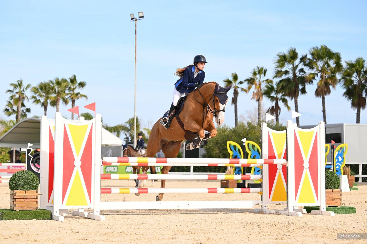 Ruin Selle Français Te koop 2019 Vos