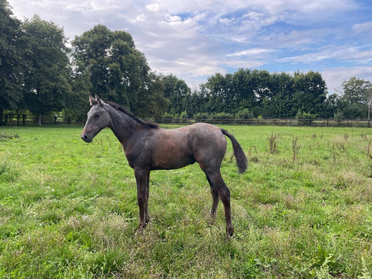 Veulen (ml) Selle Français Te koop 2025 Schimmel ,  Corland Z