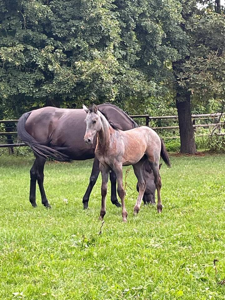 Veulen (ml) Selle Français Te koop 2025 Schimmel ,  Corland Z