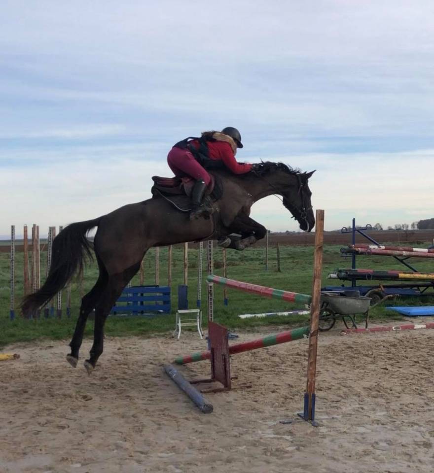 Veulen (ml) Selle Français Te koop 2025 Schimmel ,  Corland Z
