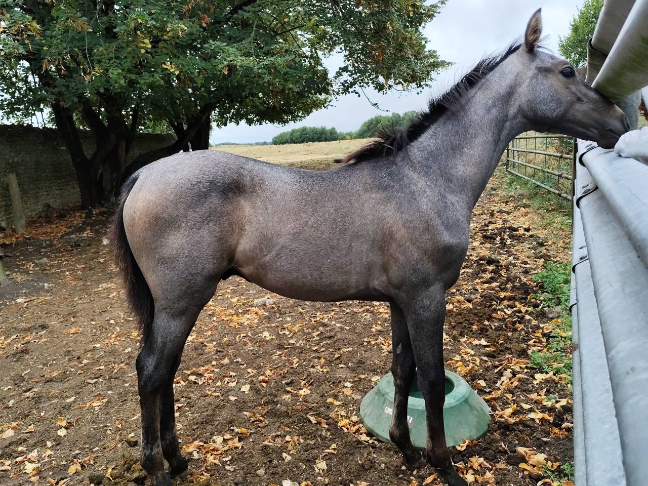 Veulen (ml) Selle Français Te koop 2025 Schimmel ,  Corland Z