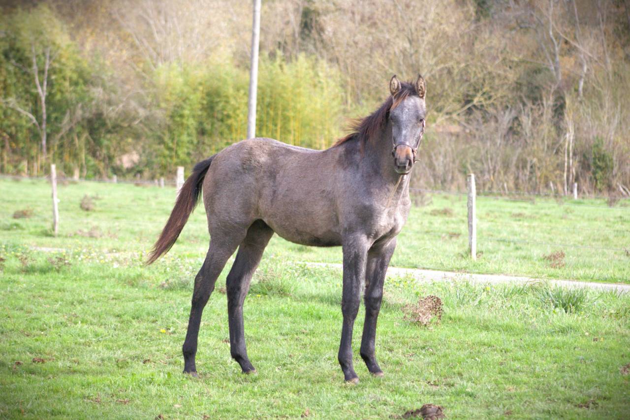 Veulen (ml) Selle Fran&ccedil;ais Te koop 2025 Schimmel ,  Corland Z