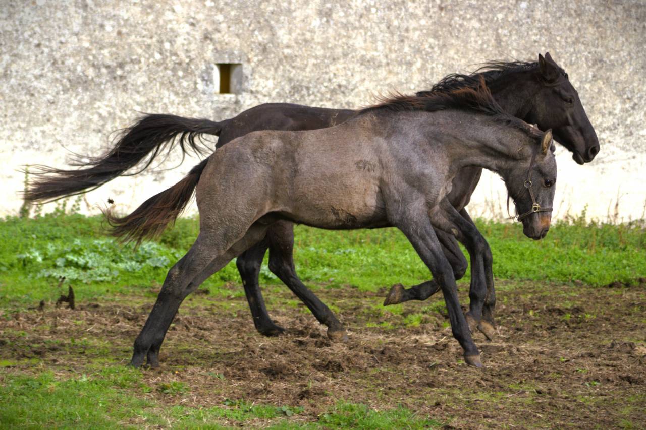 Veulen (ml) Selle Fran&ccedil;ais Te koop 2025 Schimmel ,  Corland Z