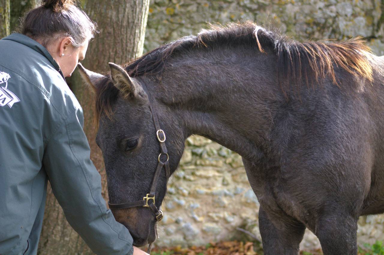 Veulen (ml) Selle Fran&ccedil;ais Te koop 2025 Schimmel ,  Corland Z