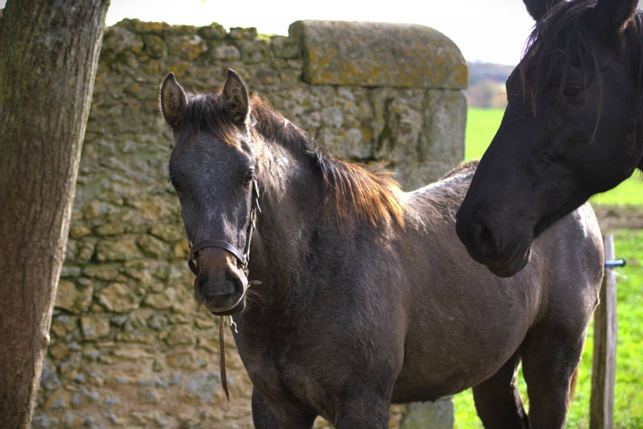 Veulen (ml) Selle Fran&ccedil;ais Te koop 2025 Schimmel ,  Corland Z
