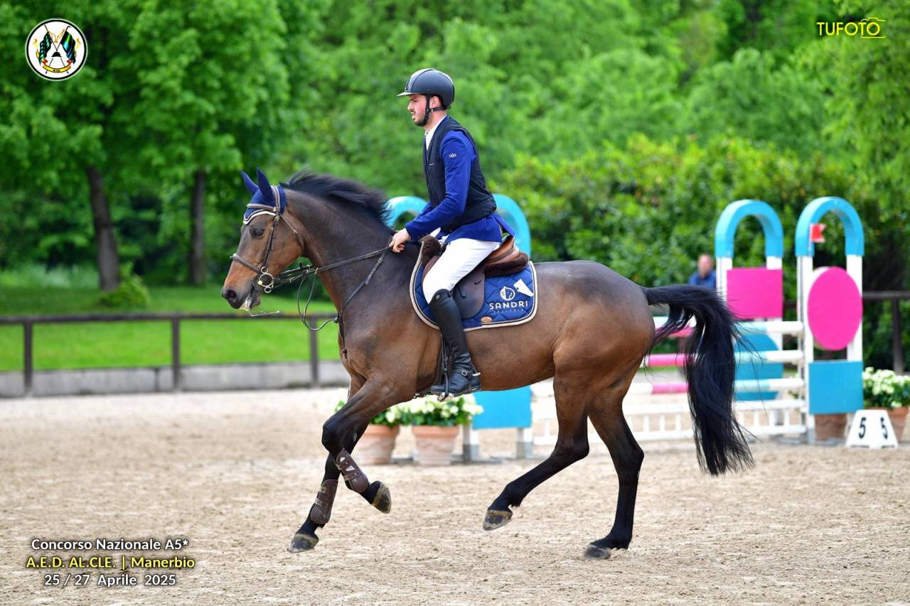 Ruin Holsteiner Te koop 2017 Bruin / Bai ,  Van Gogh