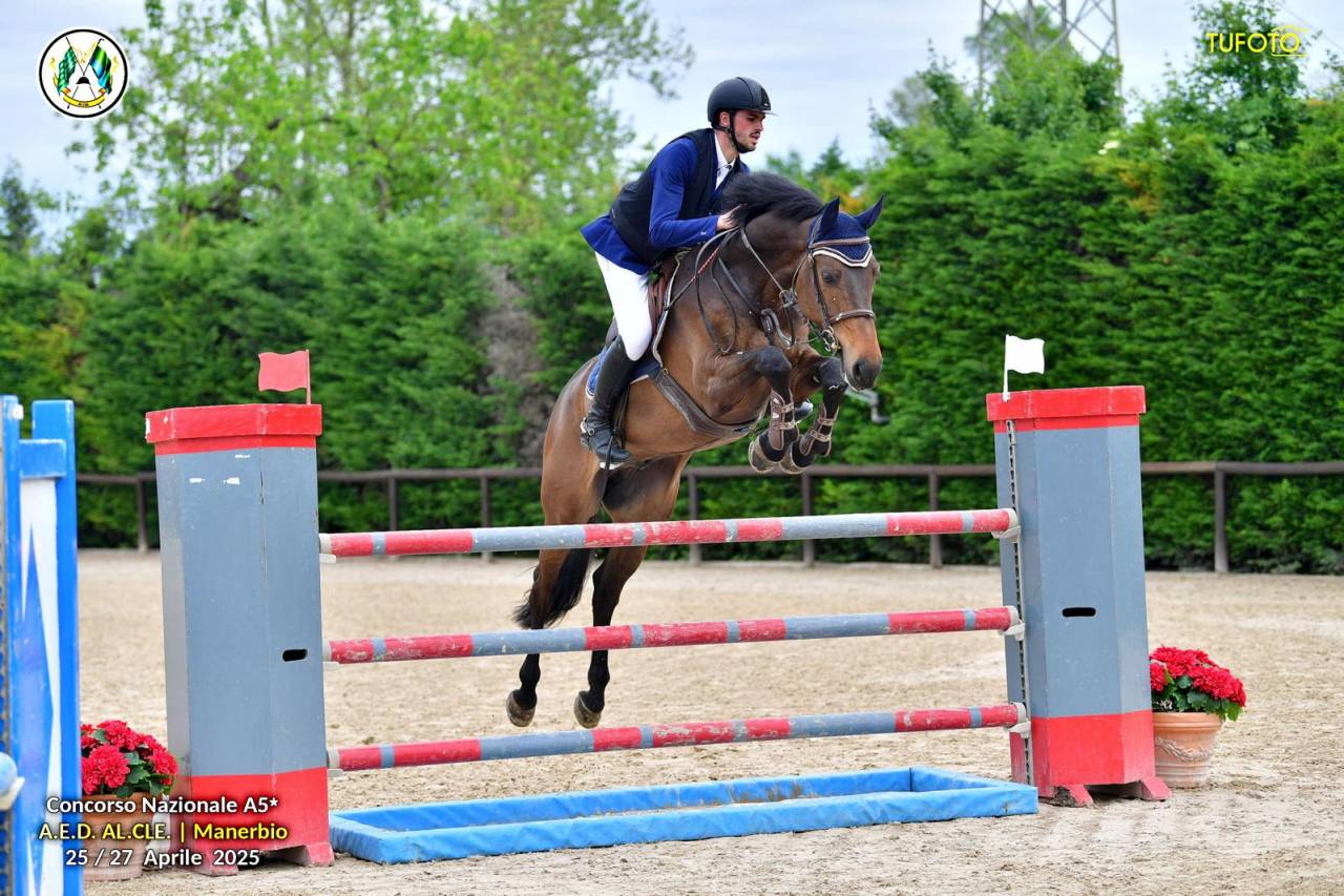 Ruin Holsteiner Te koop 2017 Bruin / Bai ,  Van Gogh