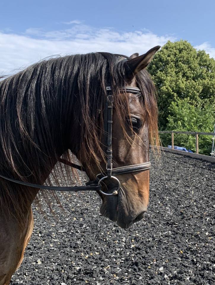 Ruin PRE Puur Ras Spaans Te koop 2021 Bruin / Bai