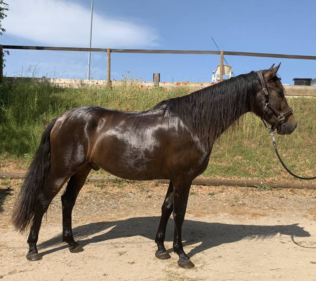 Ruin PRE Puur Ras Spaans Te koop 2021 Bruin / Bai