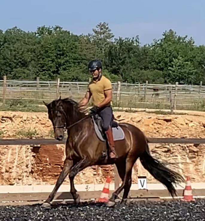 Ruin PRE Puur Ras Spaans Te koop 2021 Bruin / Bai