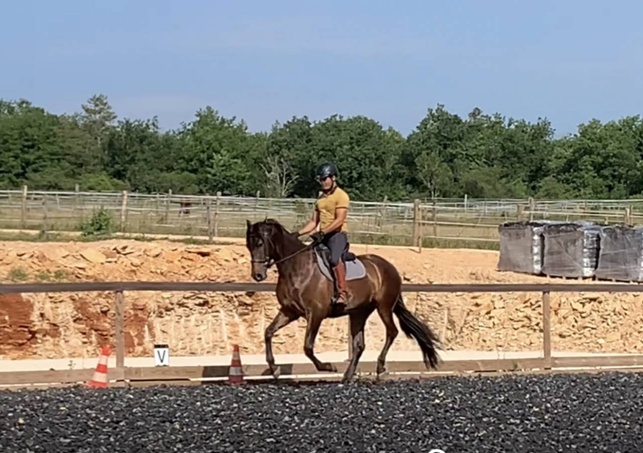 Ruin PRE Puur Ras Spaans Te koop 2021 Bruin / Bai