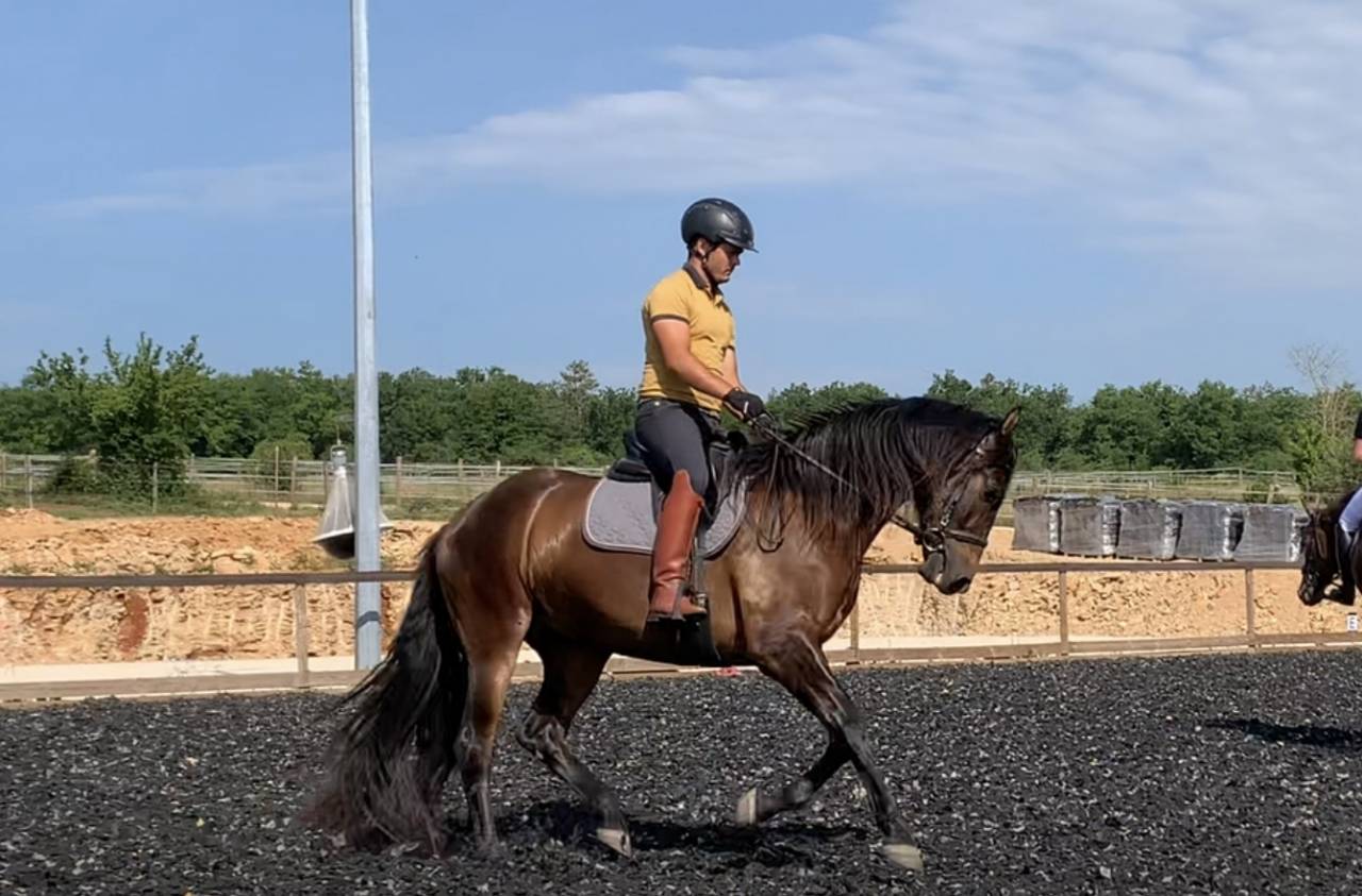 Ruin PRE Puur Ras Spaans Te koop 2021 Bruin / Bai