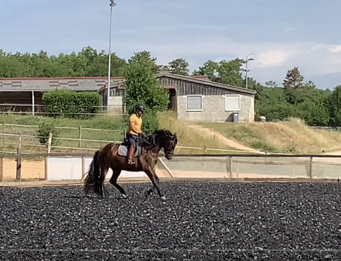 Ruin PRE Puur Ras Spaans Te koop 2021 Bruin / Bai