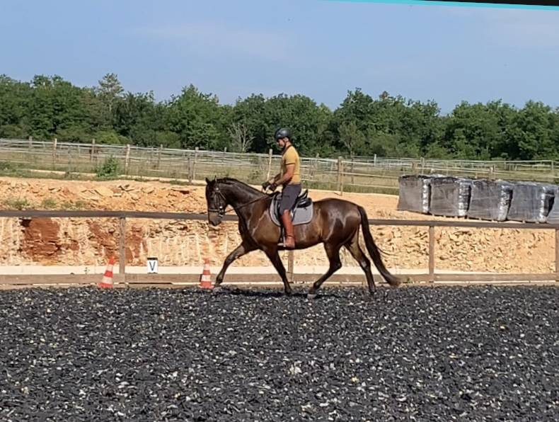 Ruin PRE Puur Ras Spaans Te koop 2021 Bruin / Bai