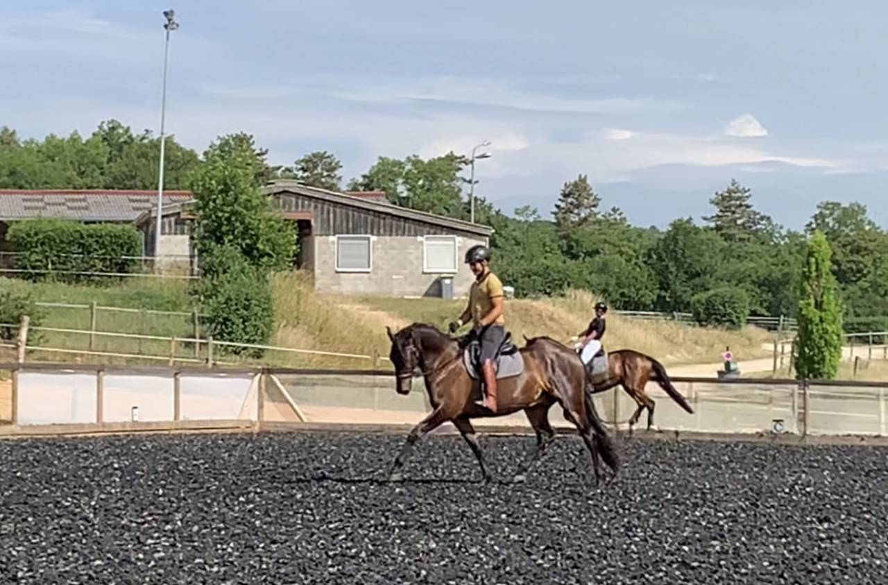 Ruin PRE Puur Ras Spaans Te koop 2021 Bruin / Bai