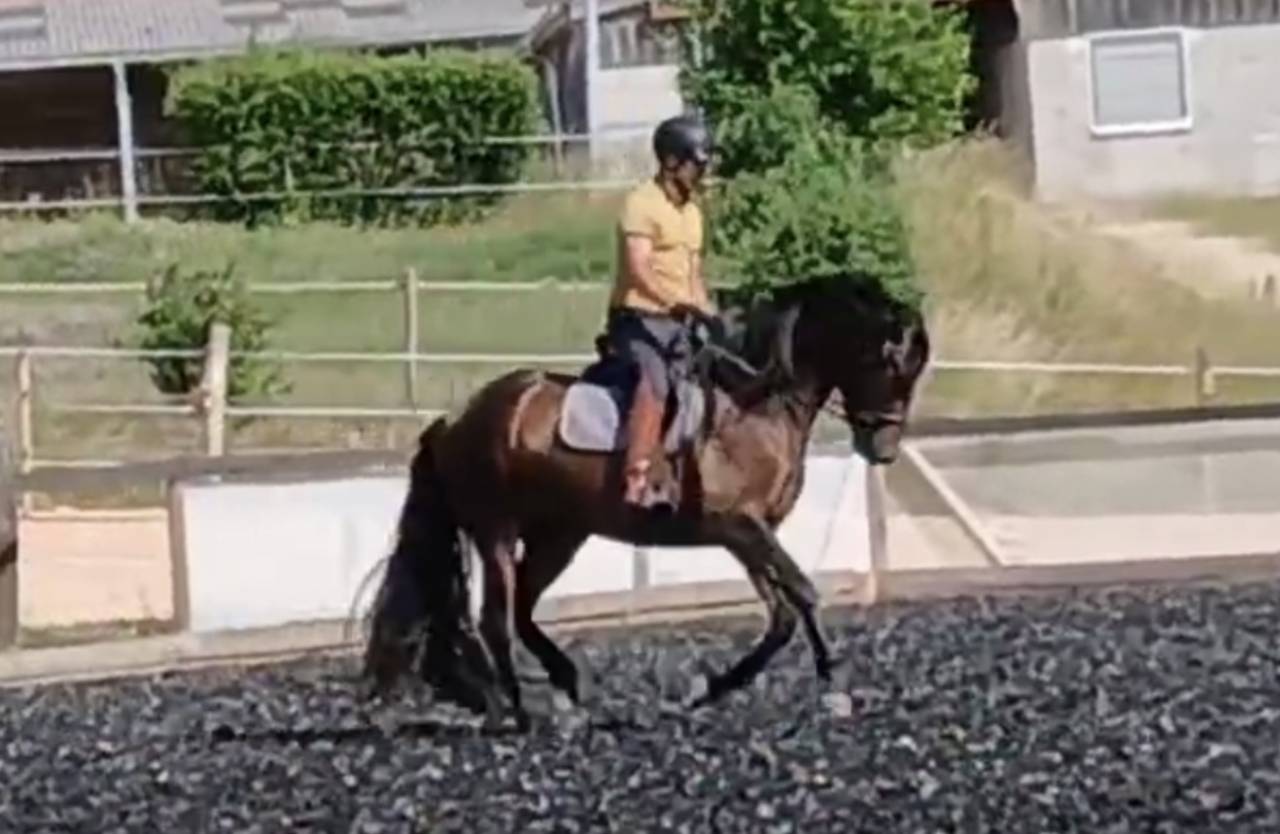 Ruin PRE Puur Ras Spaans Te koop 2021 Bruin / Bai